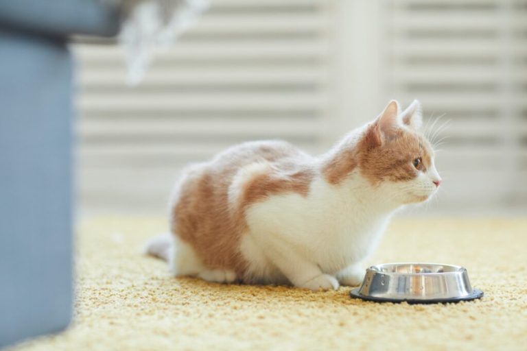 Les avantages d'un régime sans céréales pour votre chat
